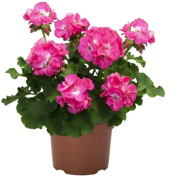 Pelargonia Big EEZE Pink Panther – duże różowe kwiaty pelargonii