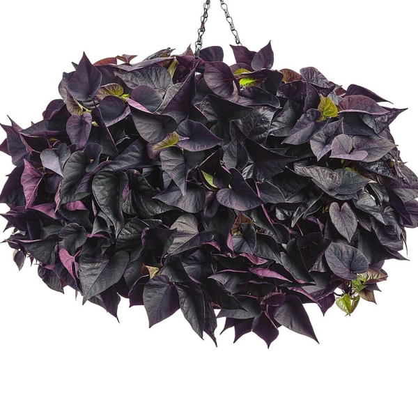 Ipomoea batatas 'Black Heart' – wilec ziemniaczany, sadzonka