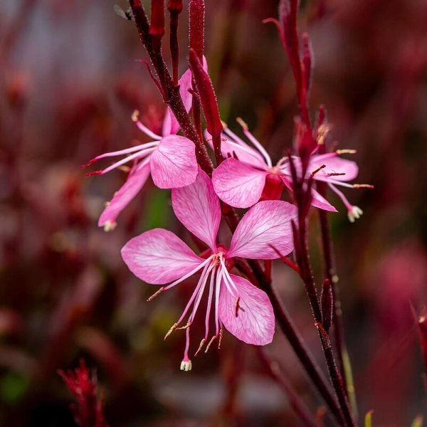 sadzonka Gaura ‘Blaze