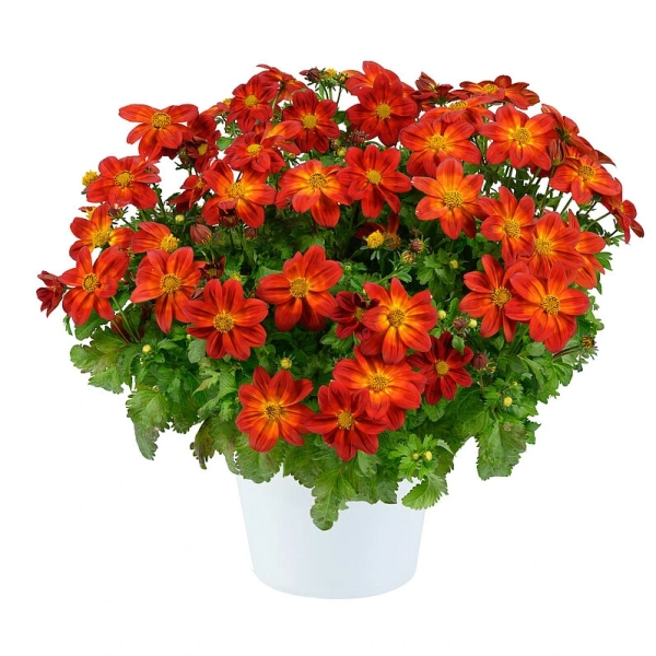 Bidens 'Blazing Ring of Fire™' – uczep, sadzonka