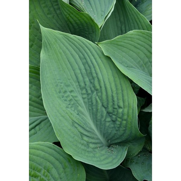 Funkia Blue Angel – Hosta o dużych liściach