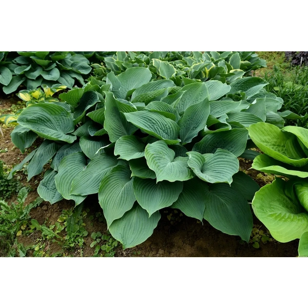 Funkia Blue Angel – Hosta o dużych, niebieskoszarych liściach w ogrodzie