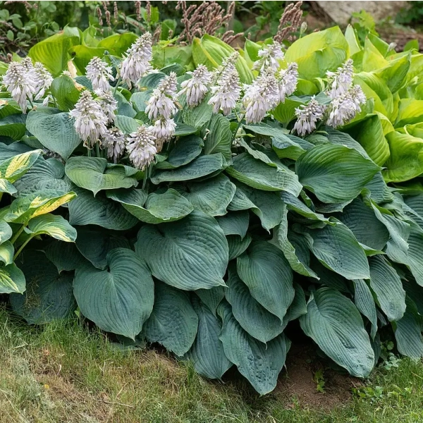 Funkia Blue Angel – Hosta o dużych, niebieskoszarych liściach