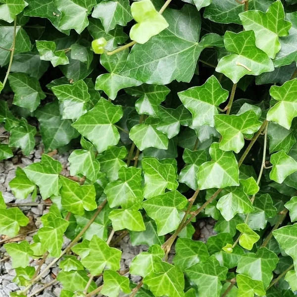 Bluszcz irlandzki Hedera 'Hibernica'– szybkorosnące zimozielone pnącze