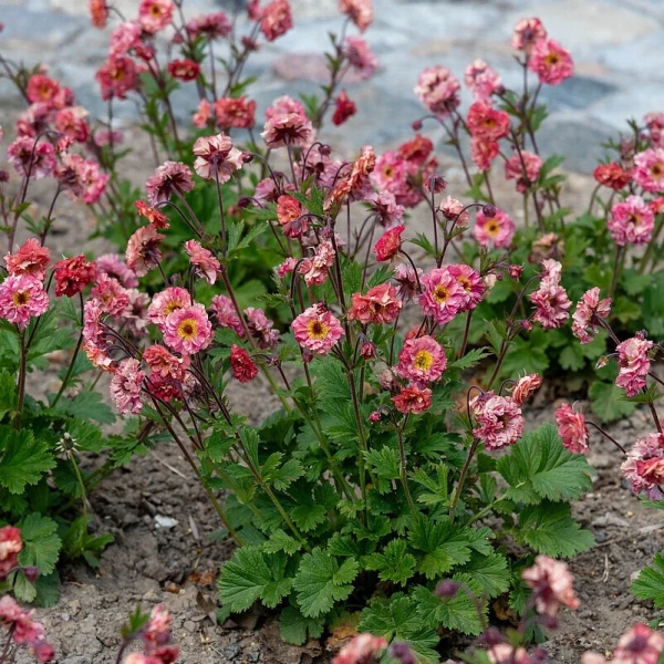 Kuklik 'Bohema Pink' – mrozoodporna bylina