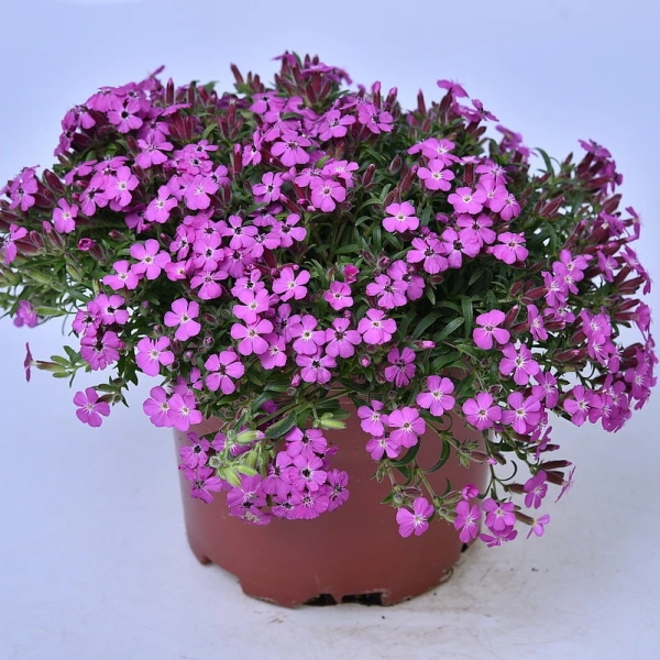 Mydlnica 'Bressingham Pink' – Saponaria, sadzonka