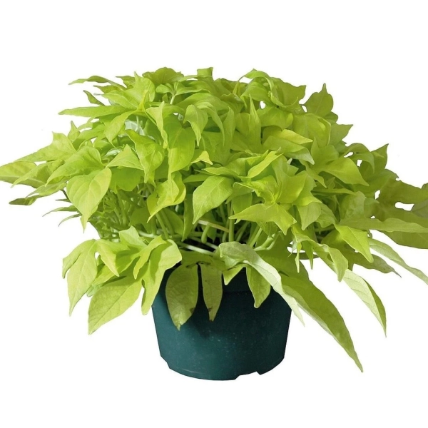 Ipomoea batatas 'Bright Ideas Lime'
