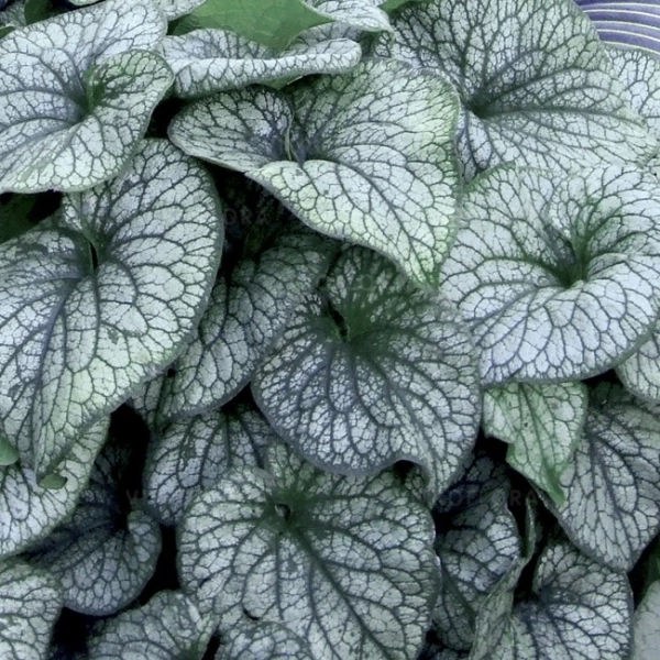 Brunnera Aleksanders Great – o ogromnych, srebrzystych liściach
