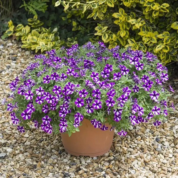 Petunia Bubbles Lavender Twist – sadzonka