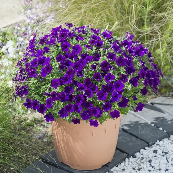 Petunia 'Bubbles Violet Blue' – sadzonka