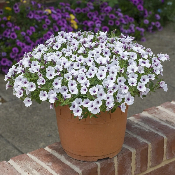 Petunia 'Bubbles White' – sadzonka
