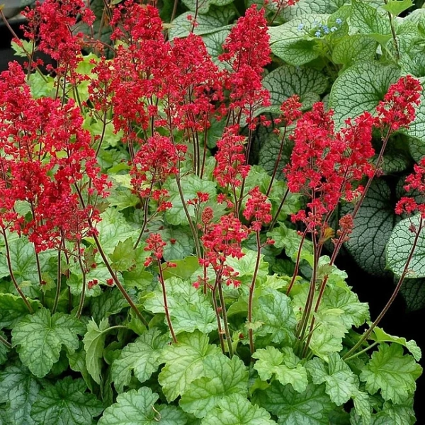 Żurawka krwista 'Ruby Bells' – czerwona, długo kwitnąca bylina