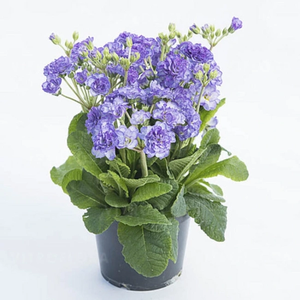 Primula Pollyanna Crystal