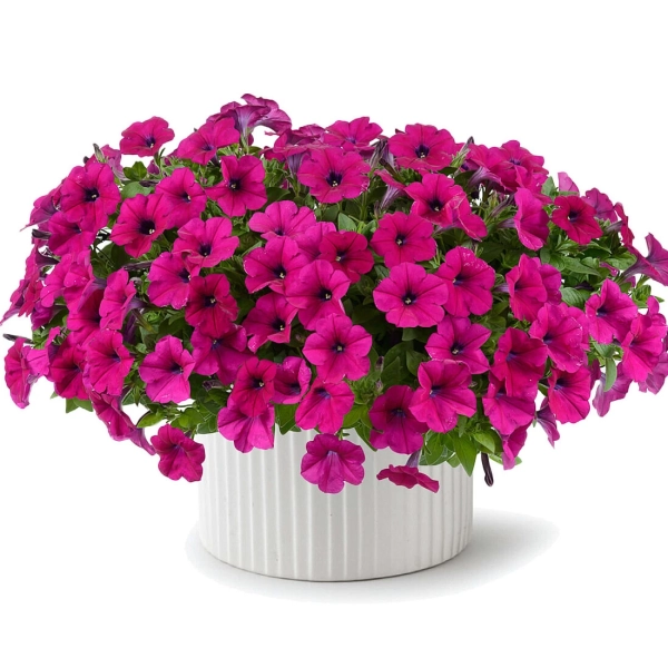 Petunia 'Capella Burgundy' – sadzonka