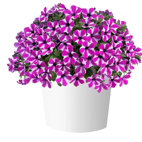 Petunia Capella 'Magenta Diamond' – sadzonka