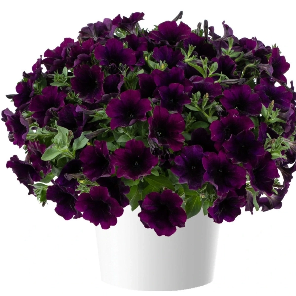 Petunia 'Capella Mulberry' – sadzonka