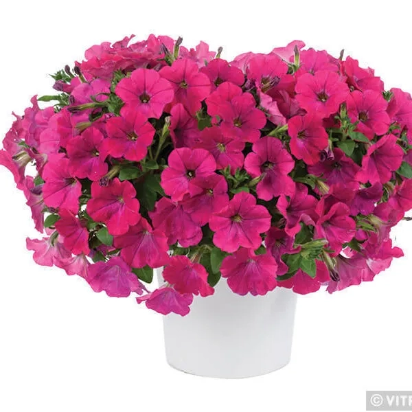 Petunia 'Capella Neon Pink' – sadzonka