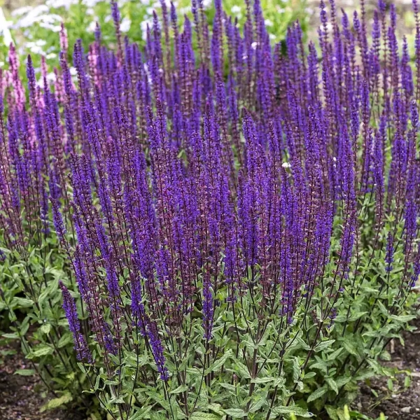 Szałwia omszona 'Caradonna'