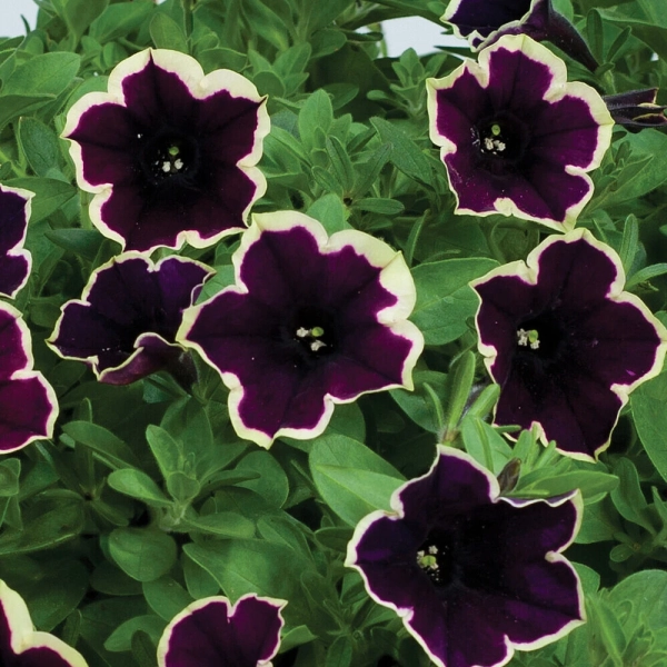 Petunia 'Cascadias Rim Magenta' – sadzonka