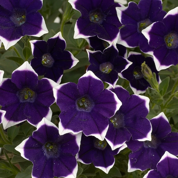 Petunia 'Cascadias Rim Violet Improved' – sadzonka
