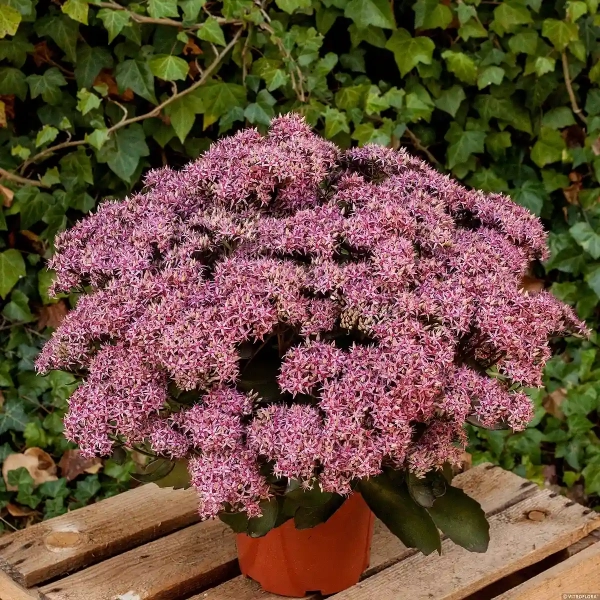 Rozchodnik 'Cloud Walker' – Sedum, Hylotelephium