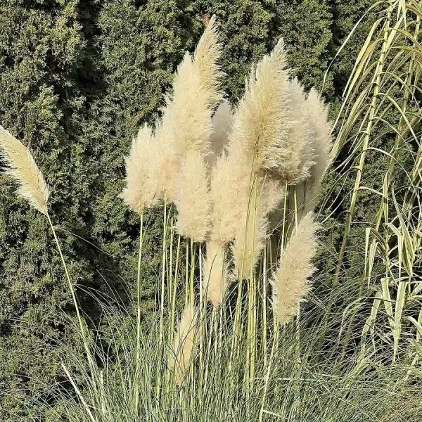 Trawa pampasowa – Cortaderia selloana, sadzonka