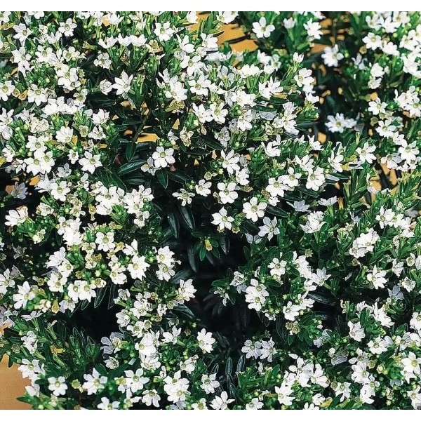 Cuphea Cupheasy 'White' – kufea, sadzonka