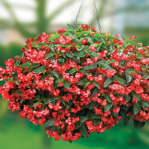 Begonia Dragon 'Wing® Red' – begonia czerwona, sadzonka