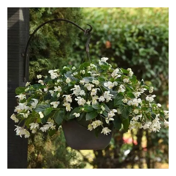 Begonia Dragon 'Wing® White' – begonia biała, sadzonka