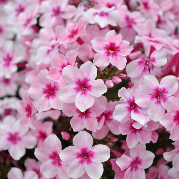 Phlox Early® Pink sadzonka