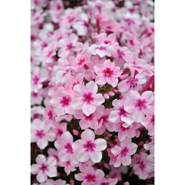 Phlox Early® Pink kwiaty
