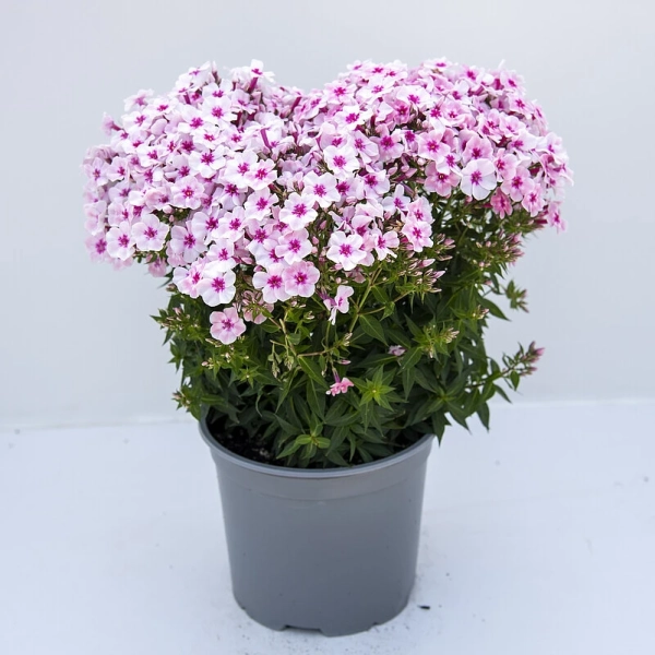 Phlox Early® Pink