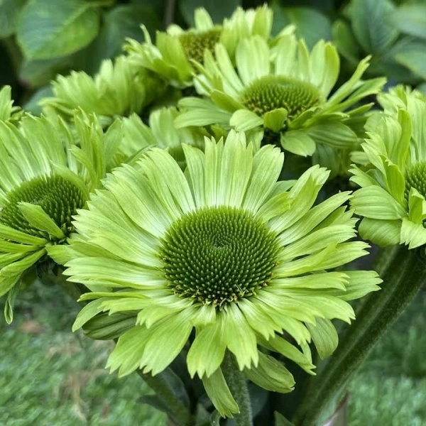 Jeżówka 'Green Jewel' – zielona mrozoodporna bylina, sadzonka