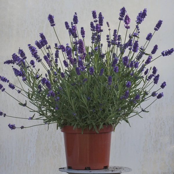 Lawenda 'Elegance Purple' – wyjątkowo aromatyczna odmiana