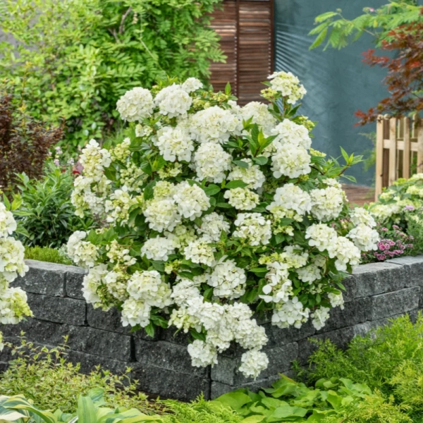 Hortensja hybrydowa 'Fairytrail® White' – kaskadowa biała hortensja, sadzonka