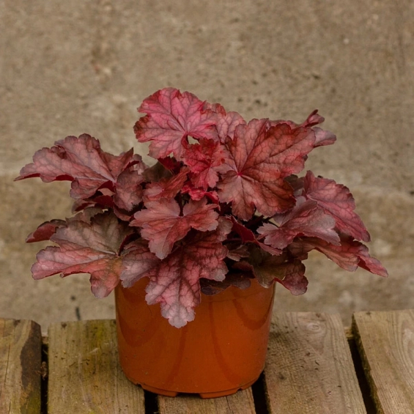 Żurawka 'Fire Chief' – Heuchera, sadzonka w doniczce