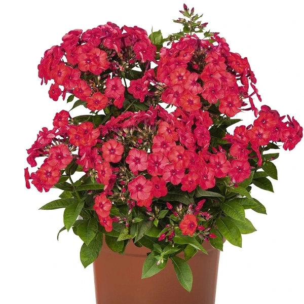 Niski floks wiechowaty 'Flame® Watermelon' – Phlox paniculata, sadzonka