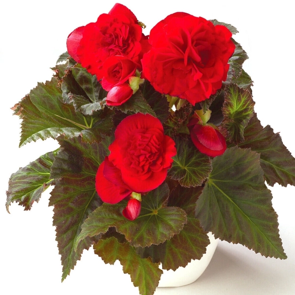 Begonia Fortune 'Deep Red Dark Leaf' – begonia bulwiasta, sadzonka