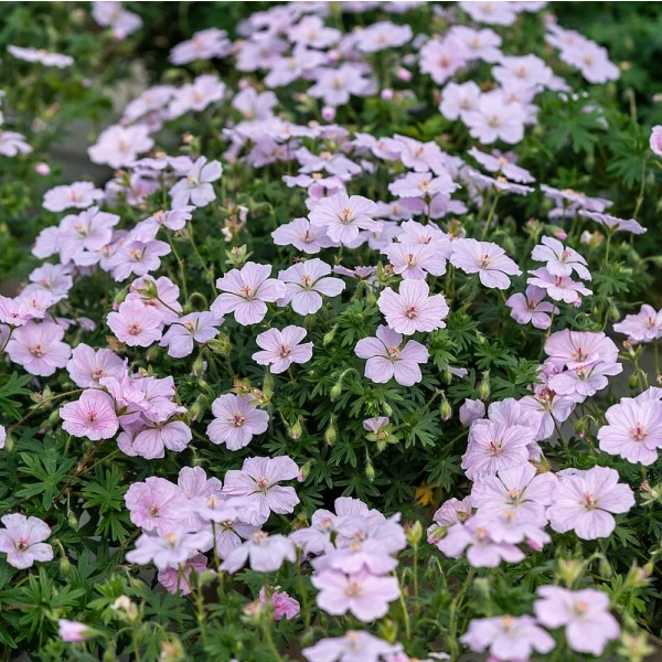 Geranium Frivolius Pink – bylina o intensywnie różowych kwiatach w ogrodzie