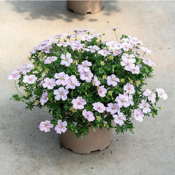Geranium Frivolius Pink – bylina o intensywnie różowych kwiatach
