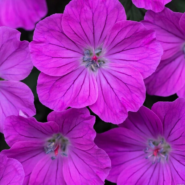 Geranium Frivolius Purple – bylina okrywowa z bliska