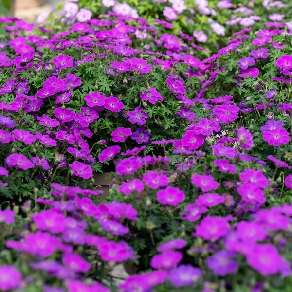 Geranium Frivolius Purple – bylina okrywowa w ogrodzie