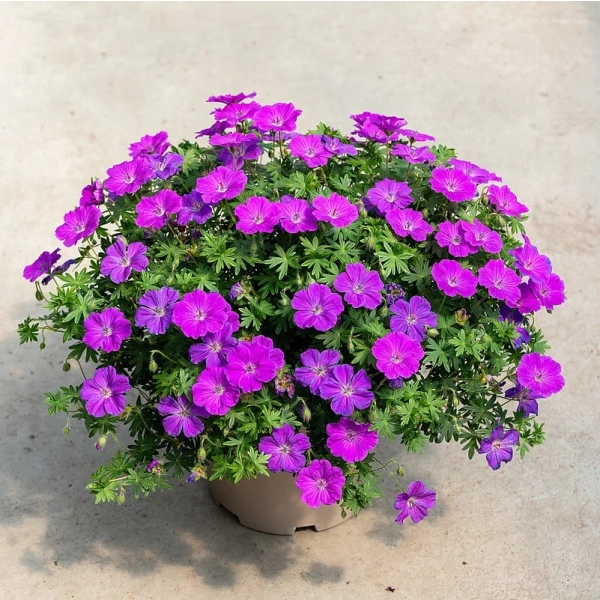 Geranium Frivolius Purple – bylina okrywowa