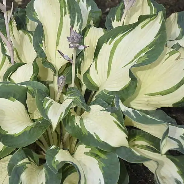 Funkia 'Hans' – Hosta o dużych pofalowanych liściach, sadzonka