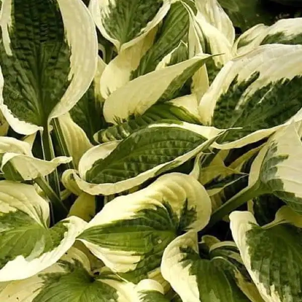 Funkia 'Patriot' – Hosta, mrozoodporna bylina, sadzonka
