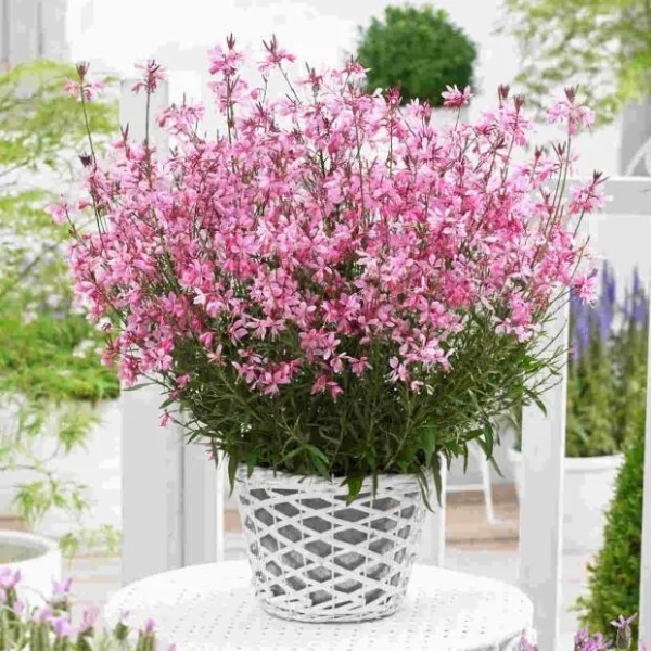 Gaura Lindheimera Baby Butterfly® Dark Pink – ciemnoróżowa bylina, sadzonka