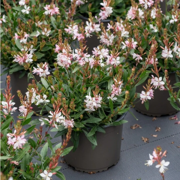 Gaura Lindheimera Graceful Blush – biało-różowa bylina, sadzonka