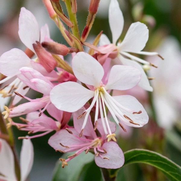 Gaura Lindheimera Graceful Blush – biało-różowa bylina, sadzonka