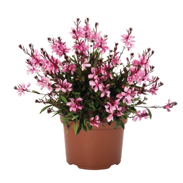 Gaura Lindheimera Graceful Pink – różowa bylina, sadzonka