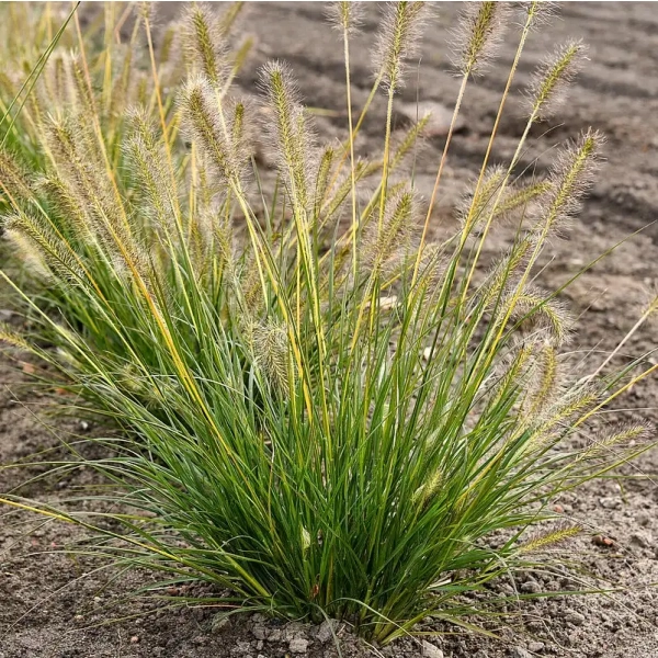 Rozplenica japońska 'Gelbstiel' – Pennisetum, piórkówka